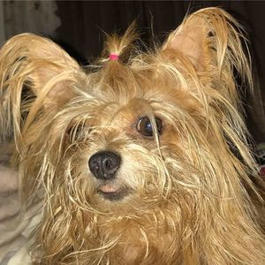 Meet your Posher, Annie